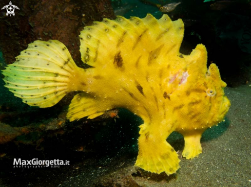 A juvenile yellow frog fish