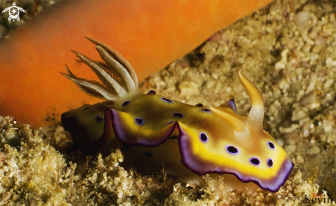 A nudibranqueo