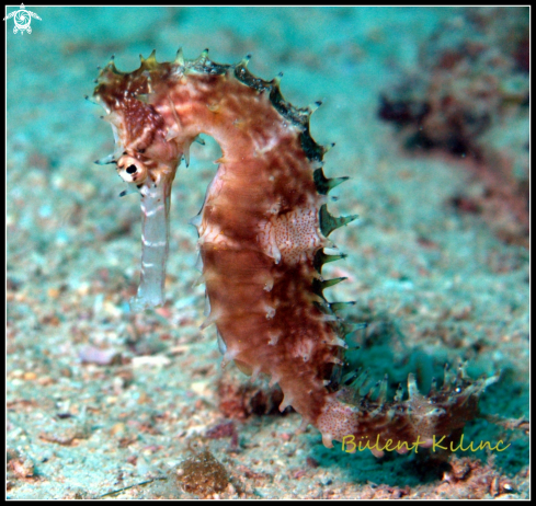 A Sea Horse