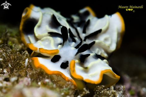 A Nudibranch