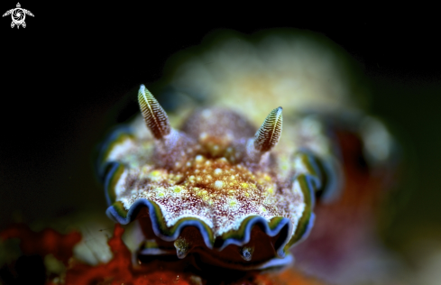 A Nudi