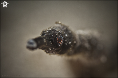 A Schultz's Pipefish