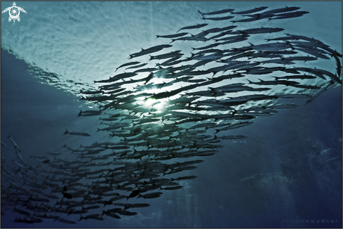 A Sharpfin barracuda