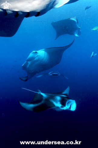 A Mantaray