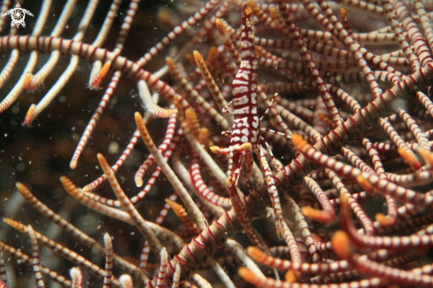 A Periclimenes amboinensis | Crinoid Shrimp