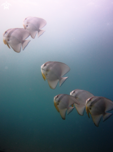 A Batfish