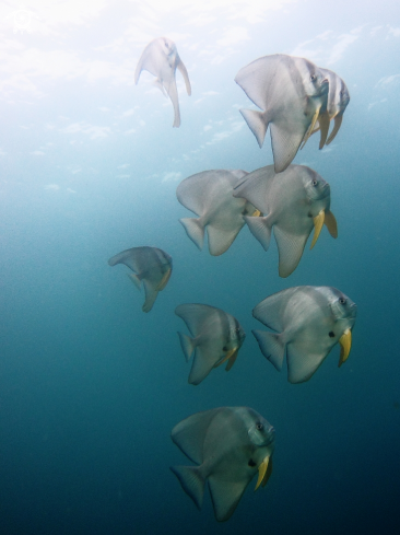 A Batfish