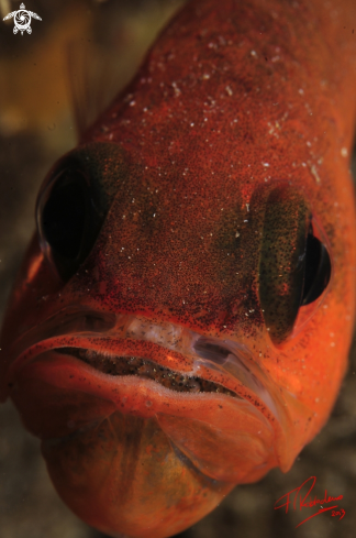 A Cardinal fish