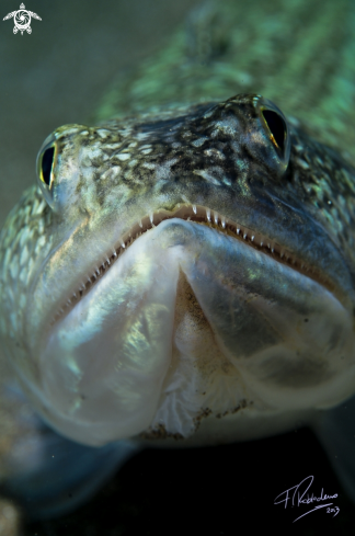 A Atlantic lizardfish 