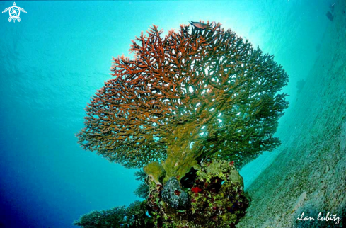 A stony coral