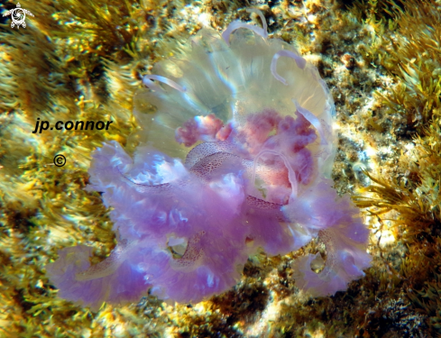 A Pelagia noctiluca | Méduse Pélagique