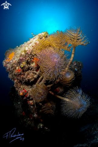 A Spiral tube worms 