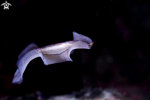 A Platyzoa