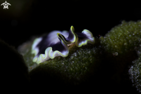 A Platyzoa 