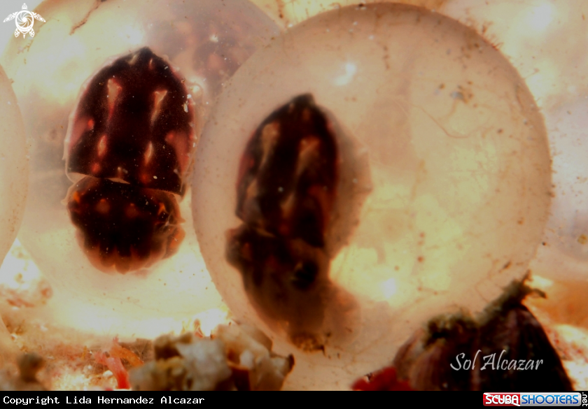 A cuttlefish eggs