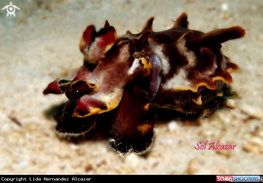 A flamboyant cuttlefish