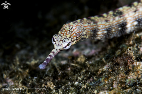 A Pipe fish