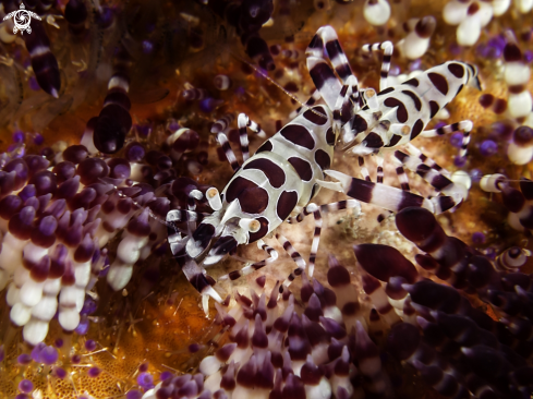 A Periclimenes colemani | Coleman Shrimp