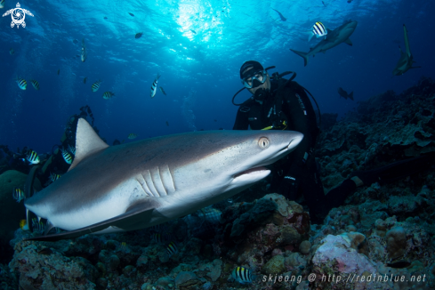 A Grey reef shark