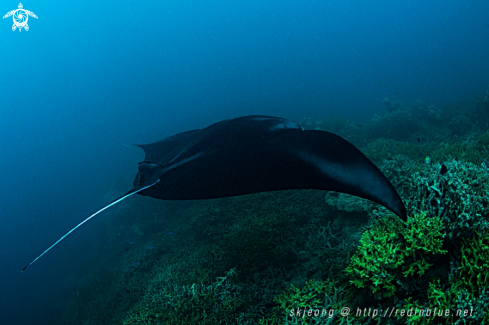 A Manta ray