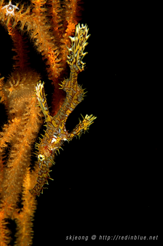 A Solenostomus paradoxus | Ghost pipefish