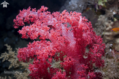 A Soft corals