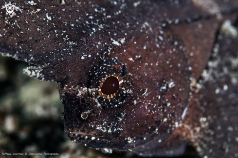 A Leaf fish