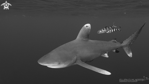 A Oceanic Whitetip