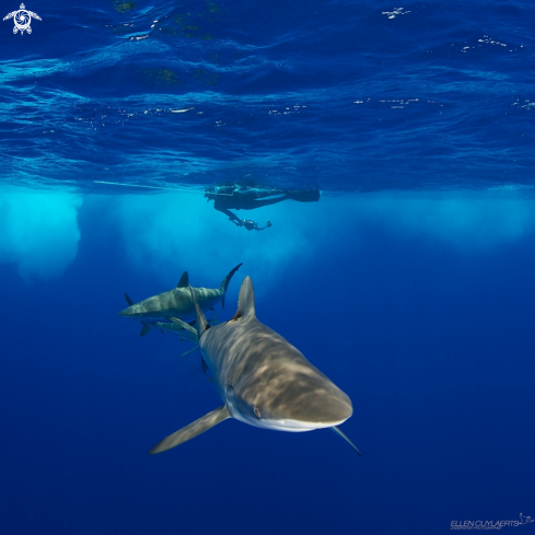 A Carcharhinus falciformis) | Sliky shark