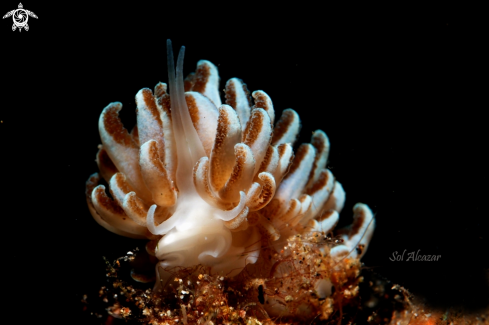 A nudibranch