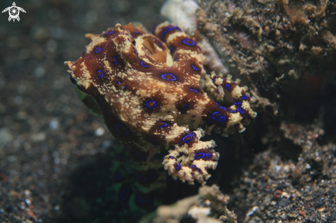 A Hapalochlaena | Blue Ring Octopus