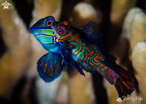 A Mandarine Fish