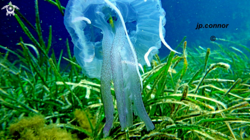 A Pelagia noctiluca | Méduse Pélagique