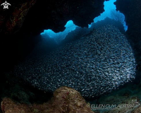 A menidia menidia | silversides 