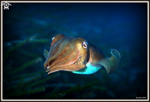 A cuttlefish