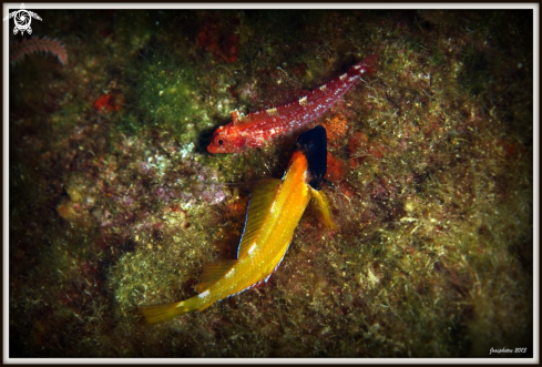 A Black headed blenny