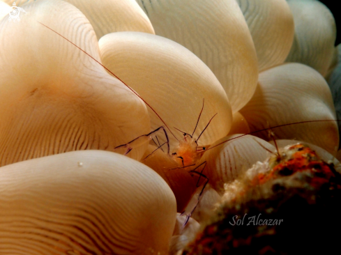 A bubble coral shrimp