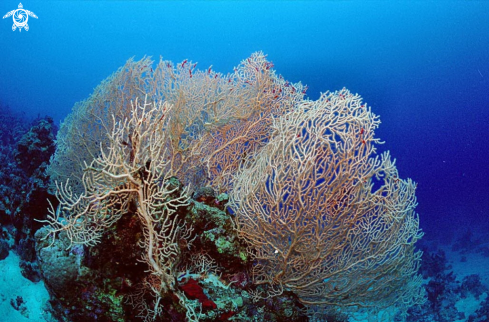 A stony coral