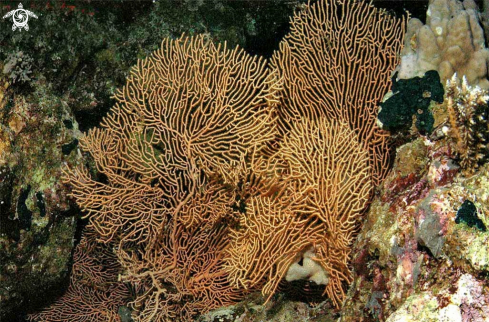 A stony coral