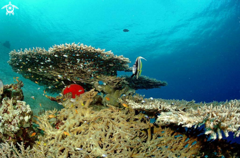 A stony coral