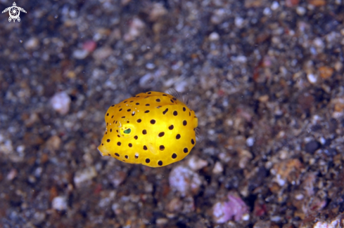 A underwater creature