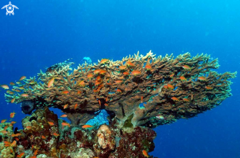 A stony coral