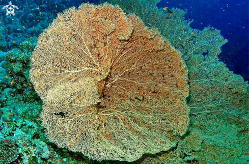 A Gorgonian