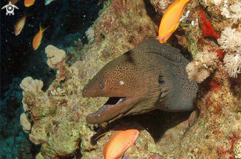 A morey eel