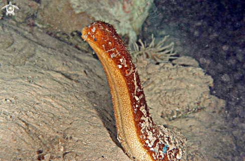 A sea cucumber