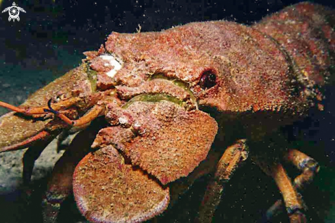 A slipper lobster