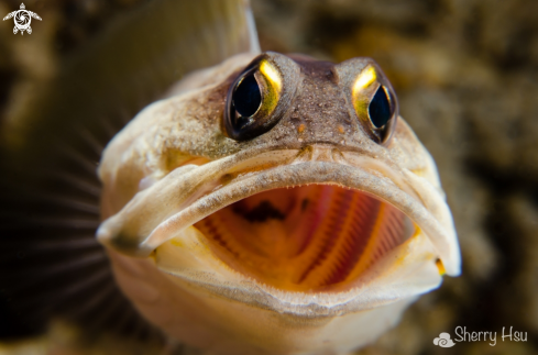 A Jawfish