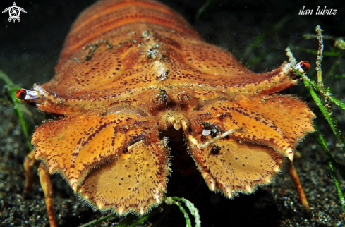 A slipper lobster