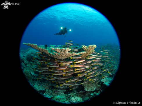 A Table coral