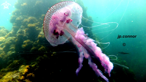 A Pelagia noctiluca | Méduse Pélagique